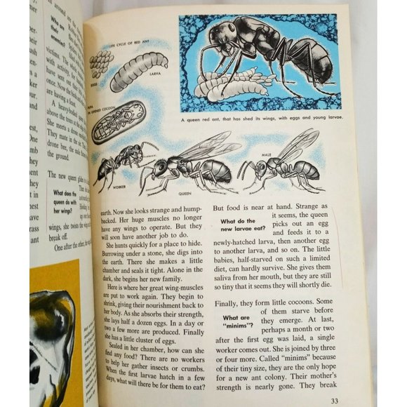 How and Why Ants and Bees Hardcover Book 1962 School Ex-Library Ronald N Rood - Picture 10 of 12